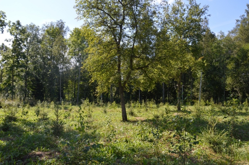 Starp konkursa “Sakoptākais mežs” dalībniekiem iekļuvis arī meža īpašnieks Gatis Lācis no Limbažiem