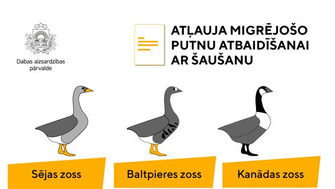 Migrējošo putnu atbaidīšanai no sējumiem šaušana nav vienīgā metode